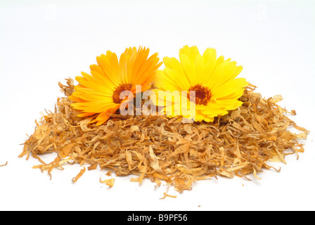 Blossom of the medicinal plant Ringelblume Marigold Calendula officinalis Stock Photo