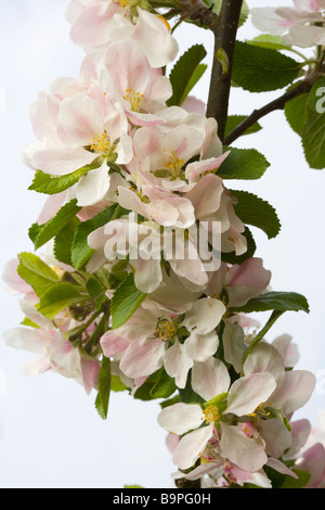 Close up of Apple Blossom on a Coxs Orange Pippin fruit Tree in Glossop in Derbyshire Stock Photo
