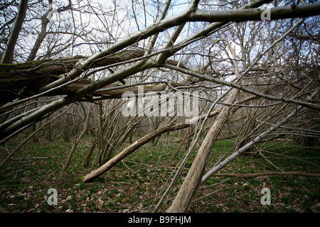 Clustered branches of birch and hazel woodland, Surrey Stock Photo