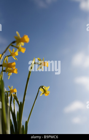 springtime in holland Stock Photo