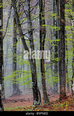 Slovenia, Kocevje, forest Stock Photo