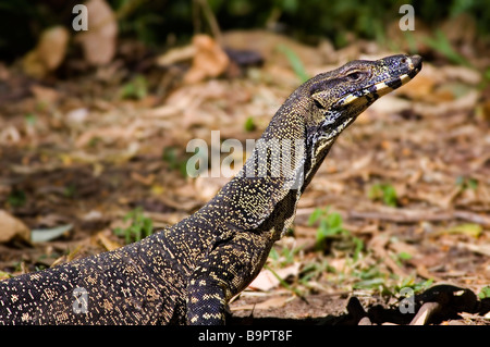 Closeup of a Lace Monitor (Varanus varius), a large lizard commonly refered to as a goanna in Australia. Airlie Beach Queensland Stock Photo