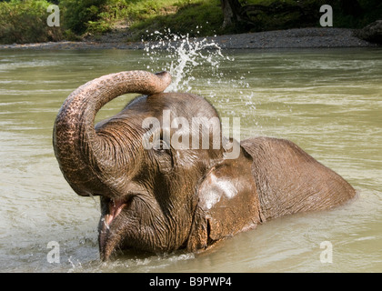 Sumatran elephant bathing in river at Tangkahan Stock Photo