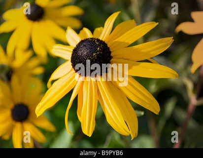 Yellow Black-Eyed Susan in Houston Texas USA Stock Photo