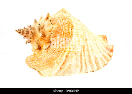 big sea shell on a white background Stock Photo