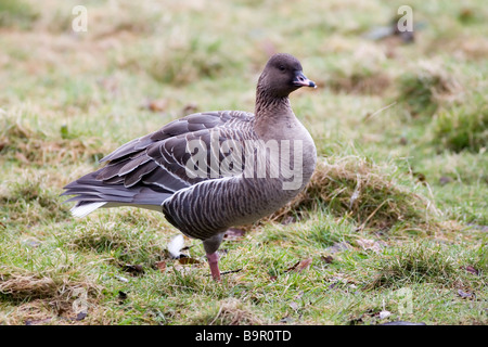 Pink-footed Goose Anser brachyrhynchus Stock Photo
