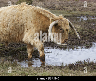 Free ranging longhorn cattle, testing the water, New Forest National Park, Hampshire, England. Bos taurus. Stock Photo