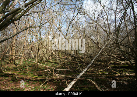 Young birch and hazel woodland clustered tree trunks with fallen tree in Surrey, England Stock Photo