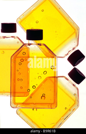 Clear plastic liquid-filled cell culture laboratory containers used in pharmaceutical biotechnology research. Stock Photo