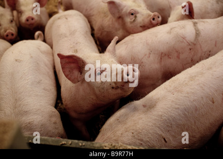 a smiling pig Stock Photo