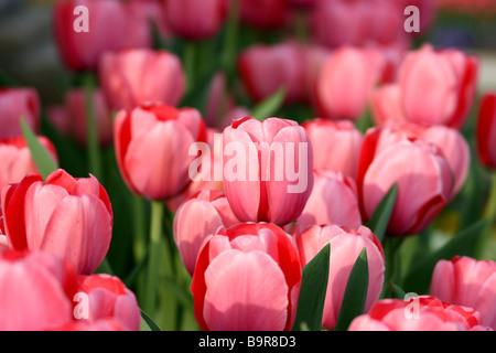 Pink Tulip Field Stock Photo