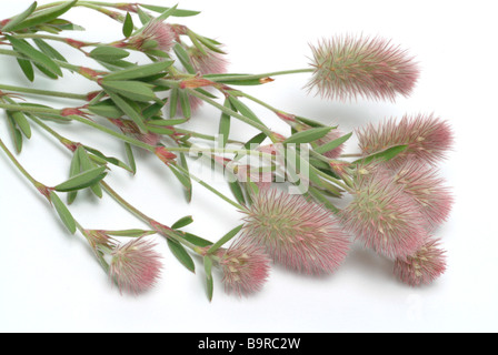 Blossoms of the medicinal plant Hasenklee Mäuseklee hare s foot hare s foot clover clover trifolium arvense Blossoms of the medicinal plant Hasenklee Mäuseklee hare s foot hare s foot clover clover trifolium arvense