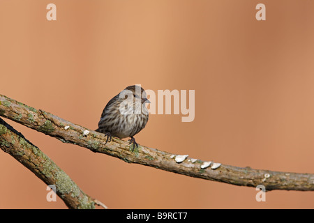 Pine Siskin Carduelis pinus pinus female on lichen covered branch Stock Photo