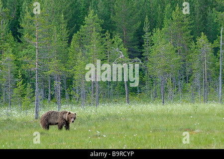 European brown bear Ursus arctos in forest bog Finland Stock Photo