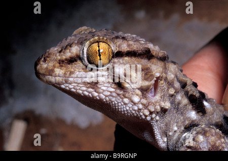 Bibron's Thick-toed Gecko Pachydactylus bibronii, Gekkonidae, Africa Stock Photo
