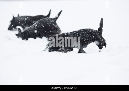 Scottish terriers in the snow Stock Photo