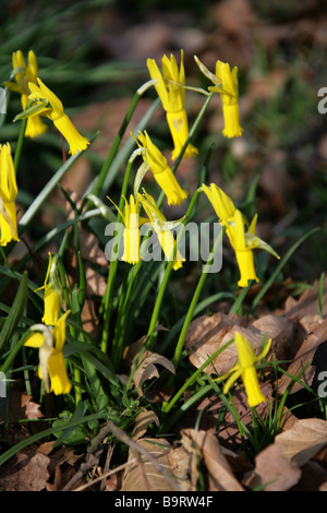 Cyclamen-flowered Daffodil, Narcissus cyclamineus, Amaryllidaceae Stock Photo
