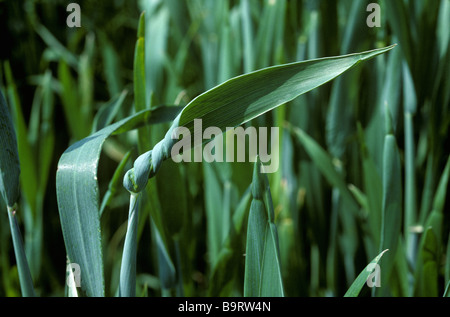 Ear of wheat trapped by distorted flagleaf a symptom of copper deficiency Stock Photo