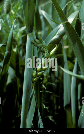 Ear of wheat trapped by distorted flagleaf A symptom of copper deficiency Stock Photo