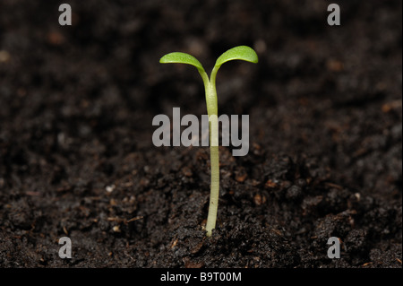 Red clover Trifolium pratense seedling plant cotyledons only Stock Photo