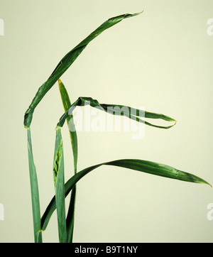 Wheat ears trapped by distorted and twisted flagleaves caused by copper deficiency Stock Photo