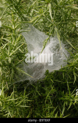 Grassland funnel weaver spider Agelena labyrinthica Agelenidae silken labyrinth built by the female to contain her eggs UK Stock Photo