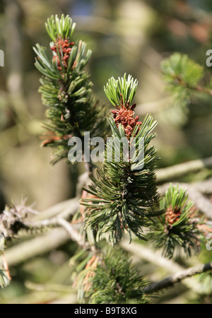 Bristle Cone Pine, Pinus aristata, Pinaceae, South West USA Stock Photo
