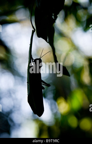 Silhouette of a giant grasshopper (Tropidacris cristata) on a leaf in Manuel Antonio National Park in Puntarenas, Costa Rica. Stock Photo