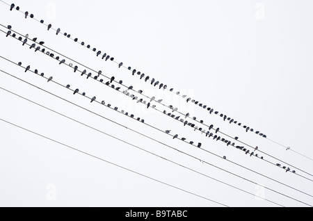 Birds on Wires. A large flock of dark birds arranged into four rows leaving three wires bird free. Ottawa, Ontario, Canada Stock Photo