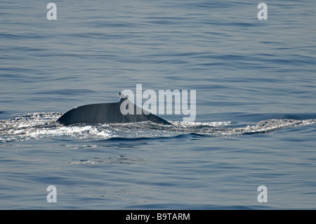 Fin whale Balaenoptera physalus blowing at sea surface in southern Bay of Biscay September Stock Photo