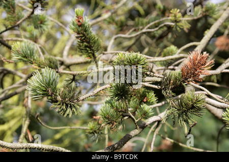Bristle Cone Pine, Pinus aristata, Pinaceae, South West USA Stock Photo