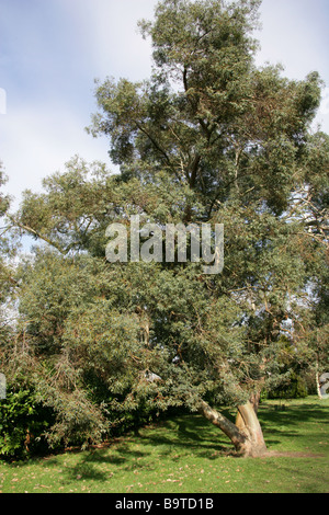 Small Leaved Gum Tree, Eucalyptus parvifolia, Myrtaceae, South Australia Stock Photo