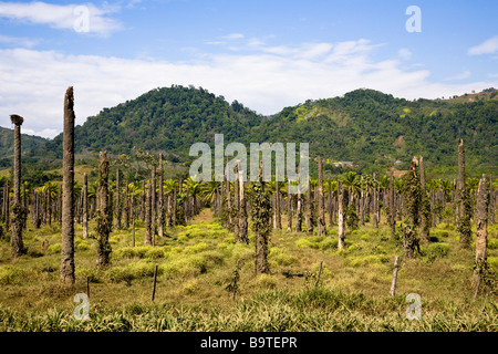 Rows of cut down African palm trees (Elaeis guineensis) at a palm oil plantation farm in Costa Rica. Stock Photo