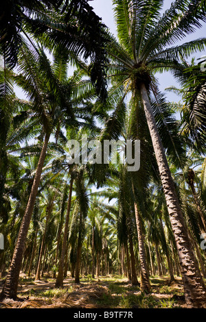 Rows of African palm trees (Elaeis guineensis) at a palm oil plantation farm in Costa Rica. Stock Photo