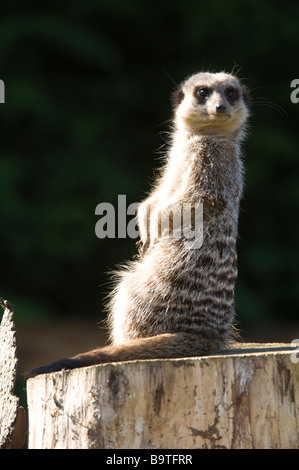 Meerkat (Suricata suricatta) adult on lookout duties Stock Photo