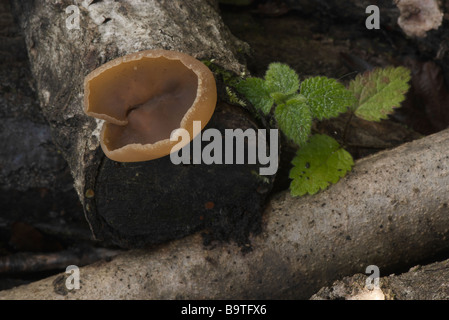 Lower Woods Oct 2008 Fungi Stock Photo