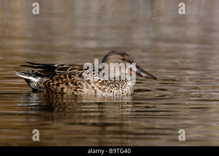 Northern shoveler Anas clypeata female Arizona USA winter Stock Photo