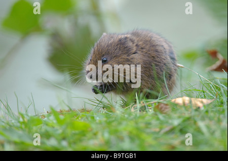 Water vole Arvicola amphibius feeding on river bank October Stock Photo