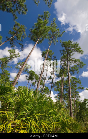 Slash pine towering above ground hugging Saw Palmetto rimrock ecosystem, Long Pine Key area, Everglades National Park, Florida Stock Photo