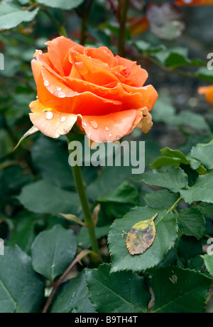 Rose Brass Band Stock Photo - Alamy