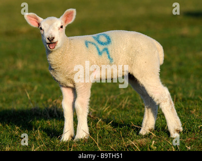 A small baby lamb bleating in a field. Stock Photo