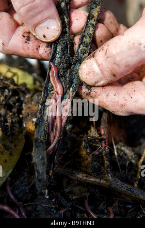 Close up of a mans hand showing earth worms nesting together in twig found in freshly dug soil from compost heap Stock Photo