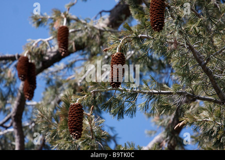 Sugar pine cone in Yosemite National Park, California, USA Stock Photo