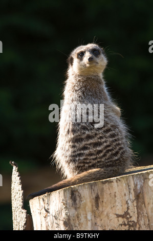 Meerkat (Suricata suricatta) adult on lookout duties Stock Photo