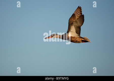 Northern shoveler Anas clypeata female flight Arizona USA winter Stock Photo