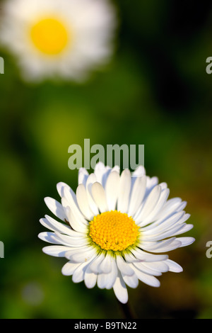 Common Daisy bellis perennis with yellow capitulum and white petals Stock Photo