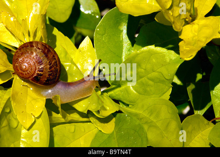 Garden snail on golden green leaves Stock Photo