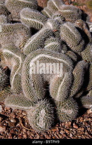 Cristata cactus Mammillaria geminispina Central Mexixo Stock Photo