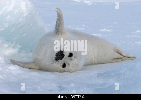 Harp Seal (Pagophilus groenlandicus). Playful pup (whitecoat) on ice Stock Photo