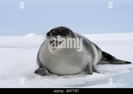 Hooded Seal (Cystophora cristata), calling baby (less than 4 days old) on ice Stock Photo